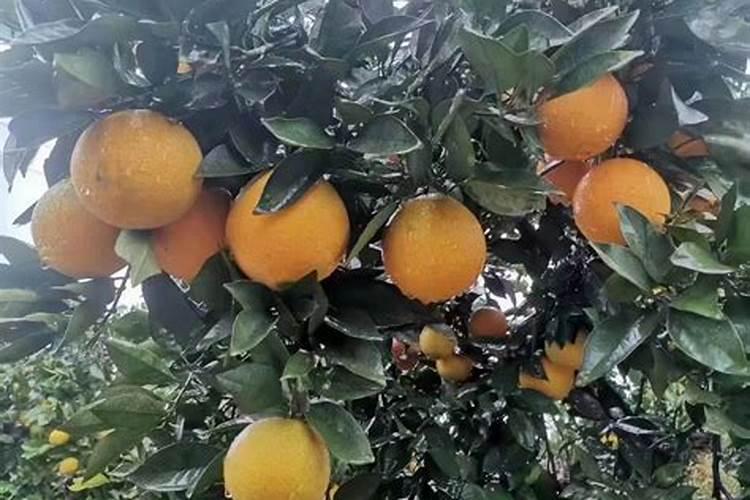 桔子什么时候施固磷酸钙最好几月份施。