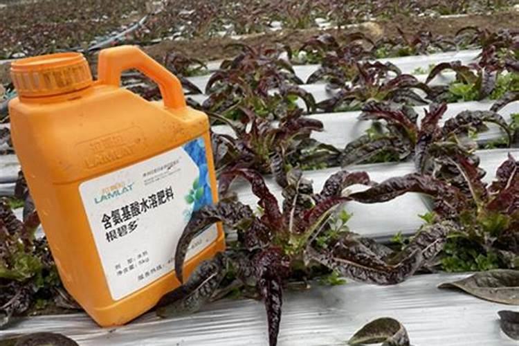 百倍邦13527海藻肥效果怎么样