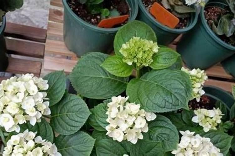 臭球子花什么时候扦插好 臭绣球子如何扦插