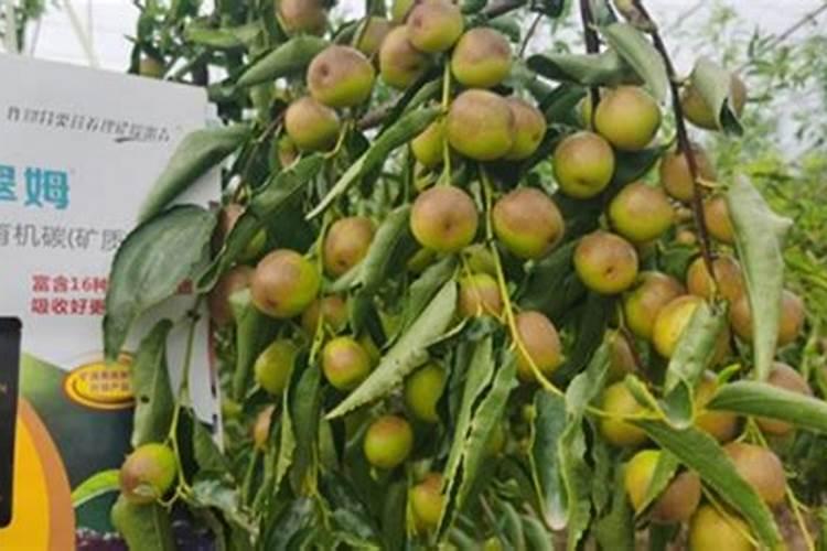 沙田柚想要果好果多,这几点要注意!