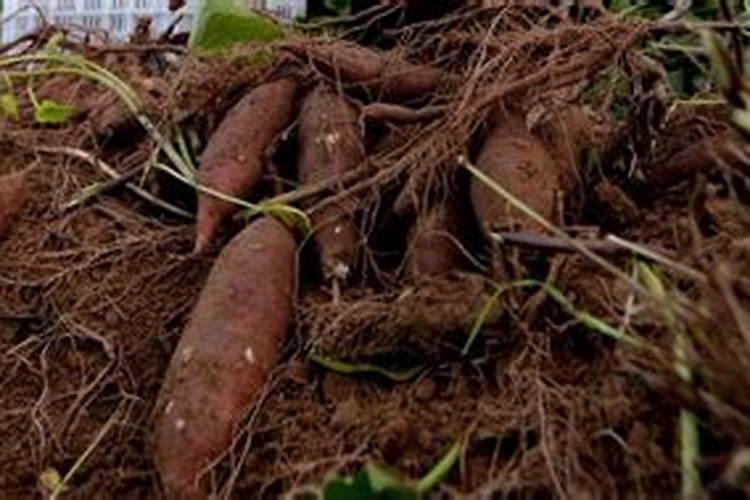 芸苔素能不能促进根茎果实的膨大