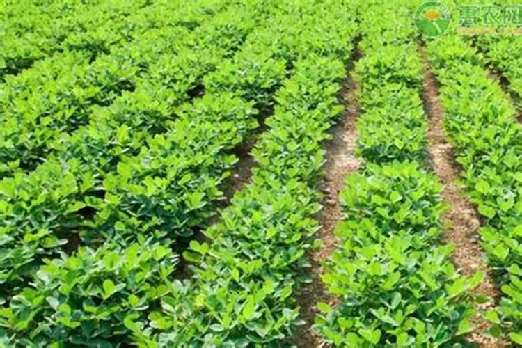 花生肥料制作方法,花生肥料放多了怎么办