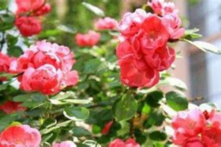 复合肥能给蔷薇花施肥吗