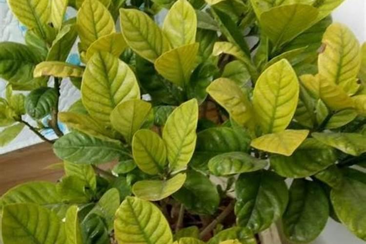 栀子花肥害一个月了还要换土吗