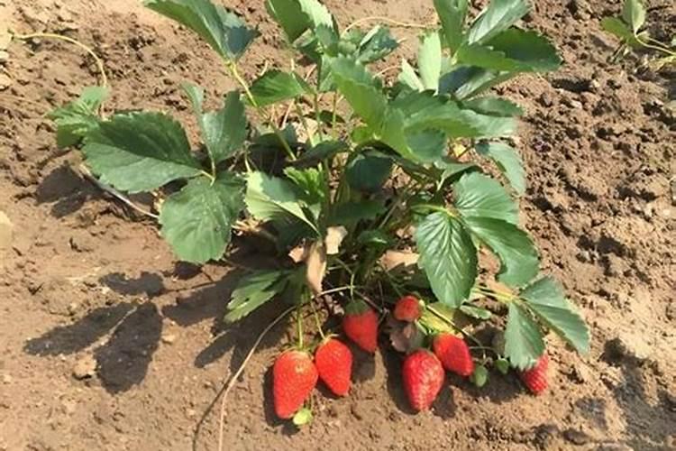 草莓地温多少度施有机肥最合适
