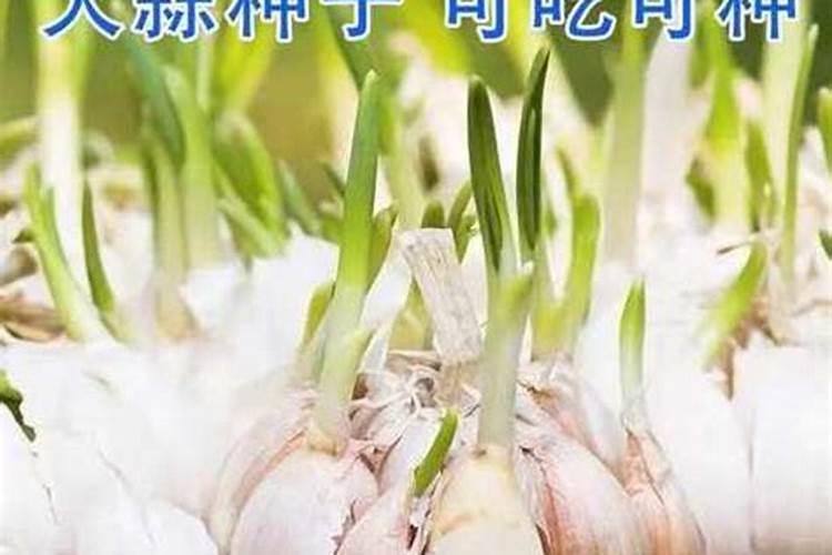 种植大蒜的土壤中氮肥含量增多会导致什么