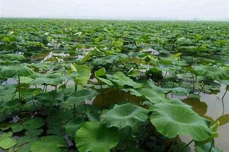 莲藕施肥方法和施几次肥