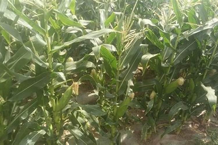 中国大量元素水溶肥品牌排行榜