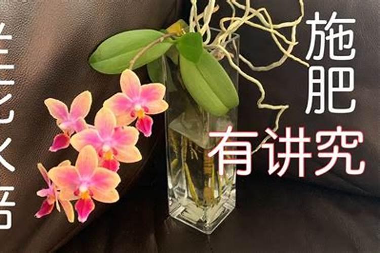想要养好蝴蝶兰一定要牢记施肥技巧