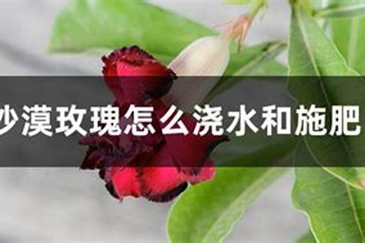 玫瑰怎么养护