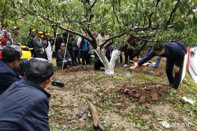 果树增产增收专用叶面肥哪种好？果树用什么肥料能高产？