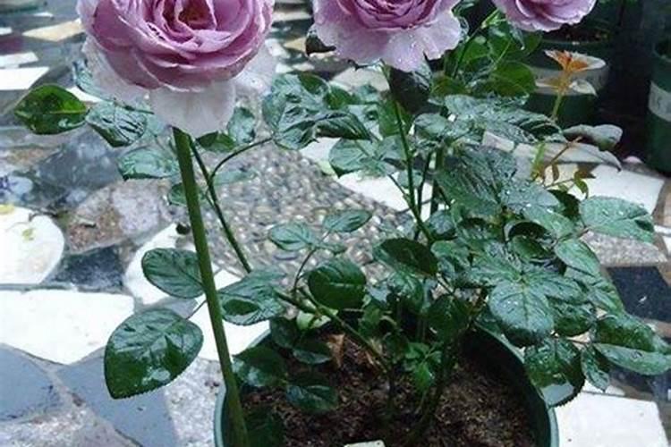 番茄有哪些种类