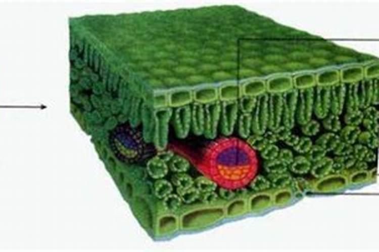 玛格丽特什么时候开花