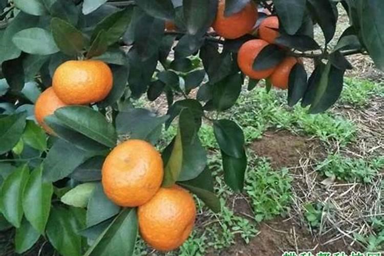 君子兰能喷芸苔素内酯吗