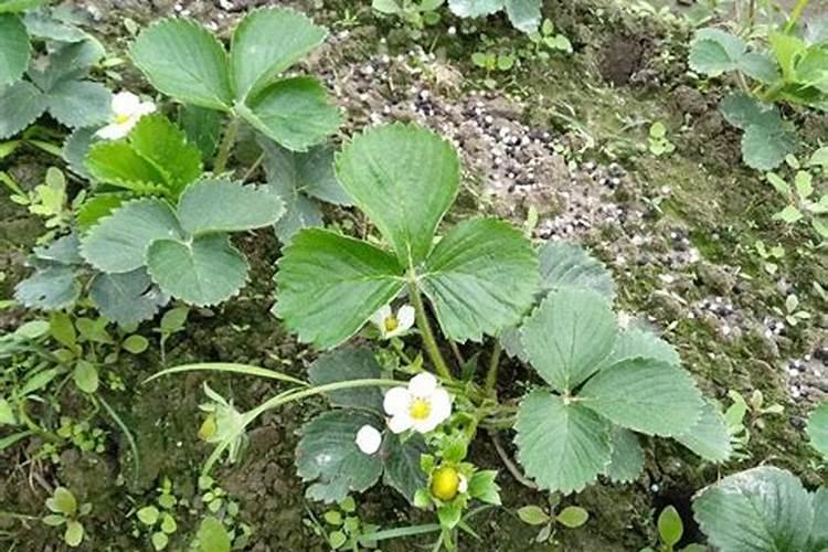 草莓开花结果的时候需要施肥吗