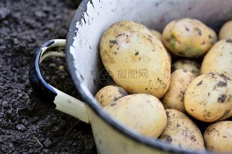 想要土豆高产该如何施肥 使用什么肥料好