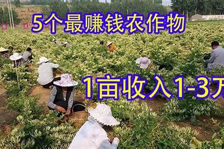 想要红薯高产,底肥该如何选择？