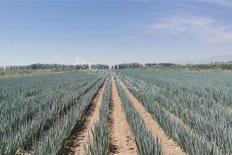 初中化学肥料...