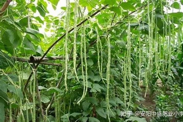 豆角追肥过磷酸钙加复合肥加尿素的方法