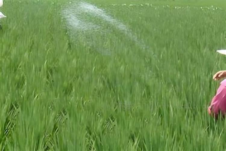 请问水稻直播后多长时间打第一次除草剂,用什么药比较好？