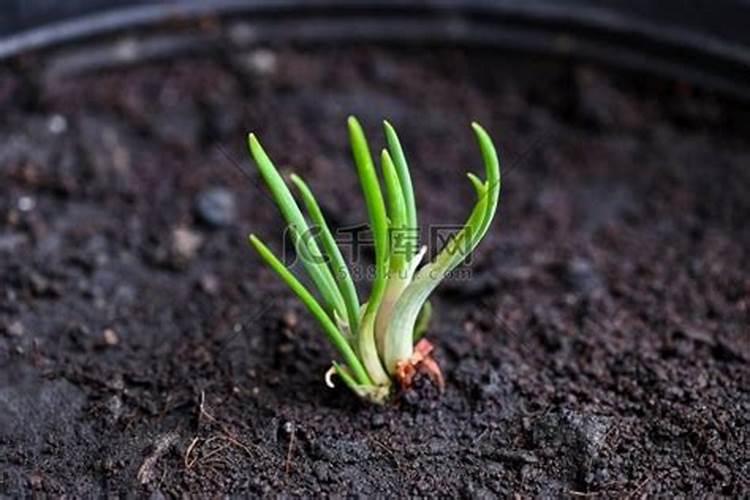 大葱用什么肥料长势好？大葱追施什么肥料效果好？