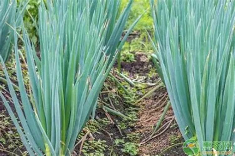 种大葱施什么肥啊