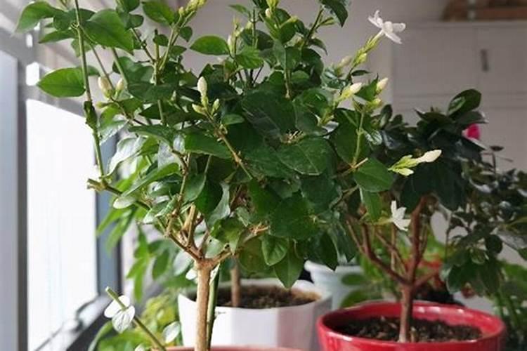 茉莉花开花了该不该施肥