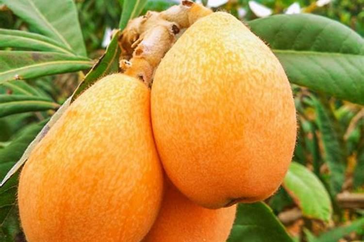 种大豆、花生等豆科植物,不需要多施氮肥,原因是( )A.土壤中氮肥较多B...