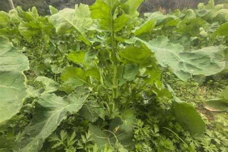 天脊田间故事——庄稼地里的杨大夫