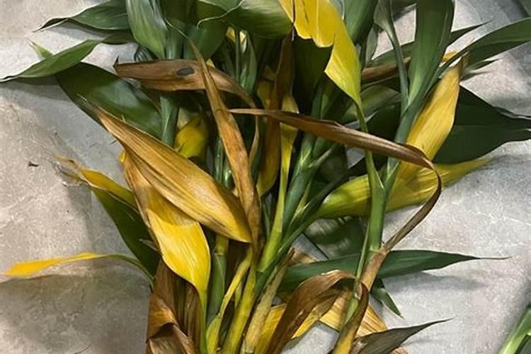 富贵竹杆发黄怎么急救 救治方法有哪些