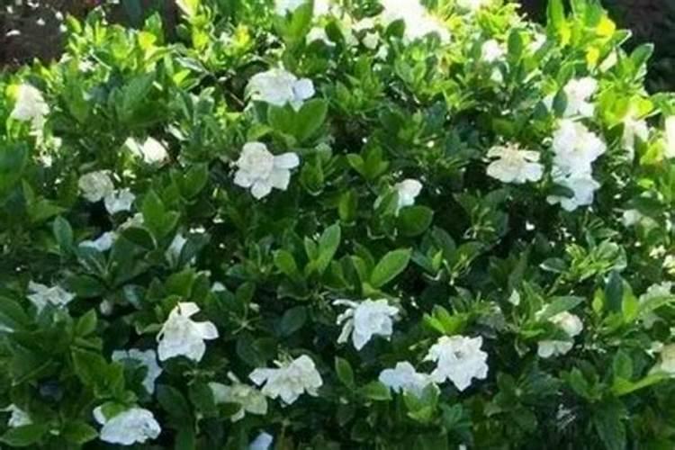 海藻精适合什么作物？