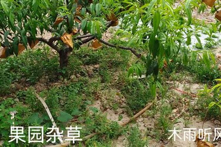 草甘膦钾盐除草剂的注意事项？