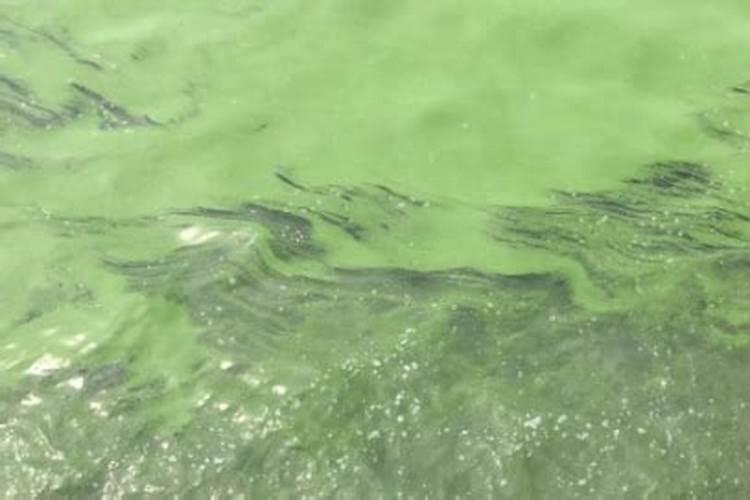水溶肥水溶肥料的种类