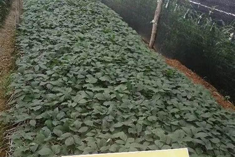 中药材天麻用什么肥料可以生根,中药材天麻壮根灵中药材壮根肥？