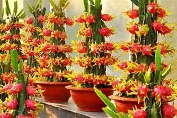 火龙果春天怎么养？