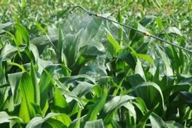 钙肥对作物的主要作用