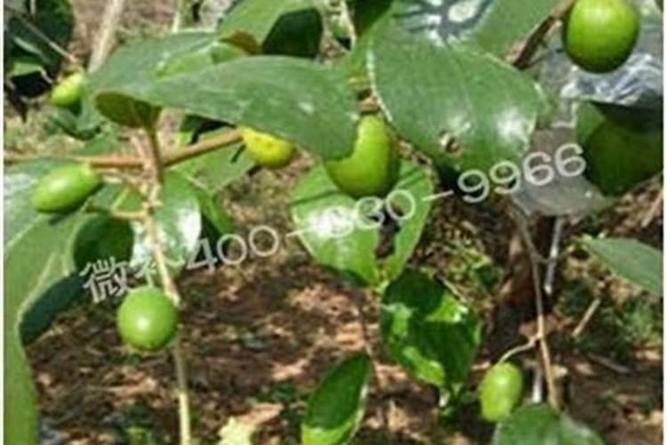 青枣高产施肥技巧 青枣应该怎么施肥