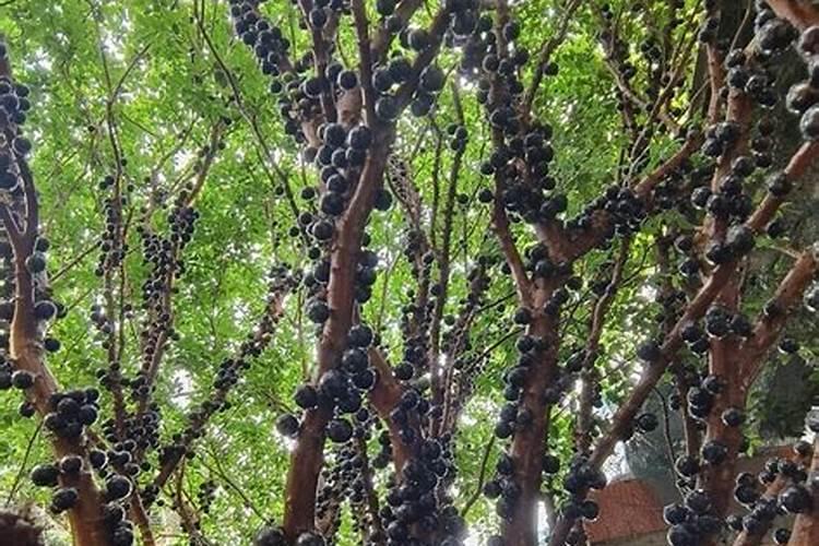 嘉宝果最不喜欢用的三种肥料是哪些