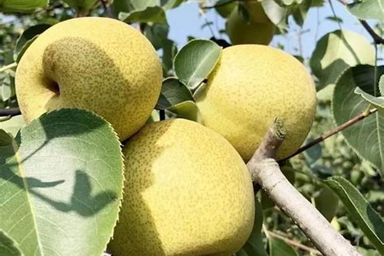 纳米钙肥效果怎么样