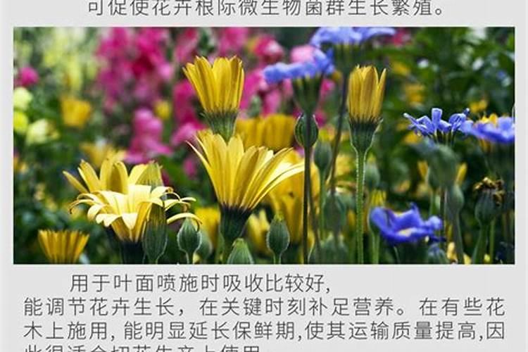 君子兰能浇磷酸二氢钾吗？