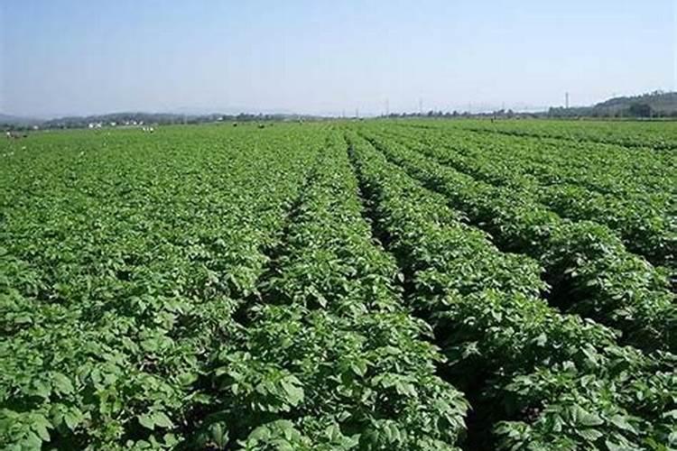 中量元素水溶肥哪家生产的效果好