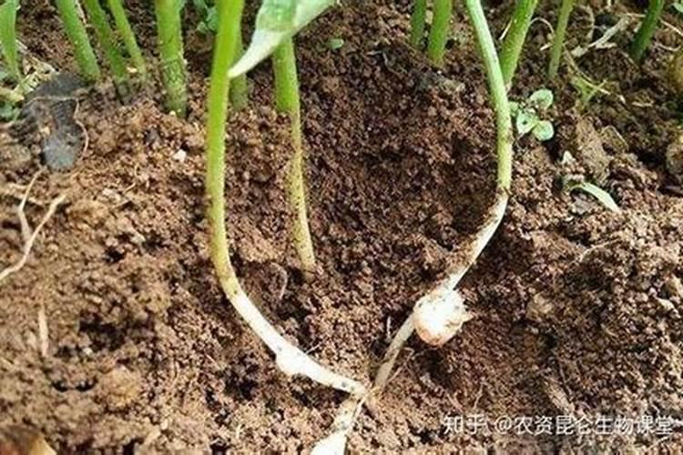 钙肥不能和什么肥料混用？