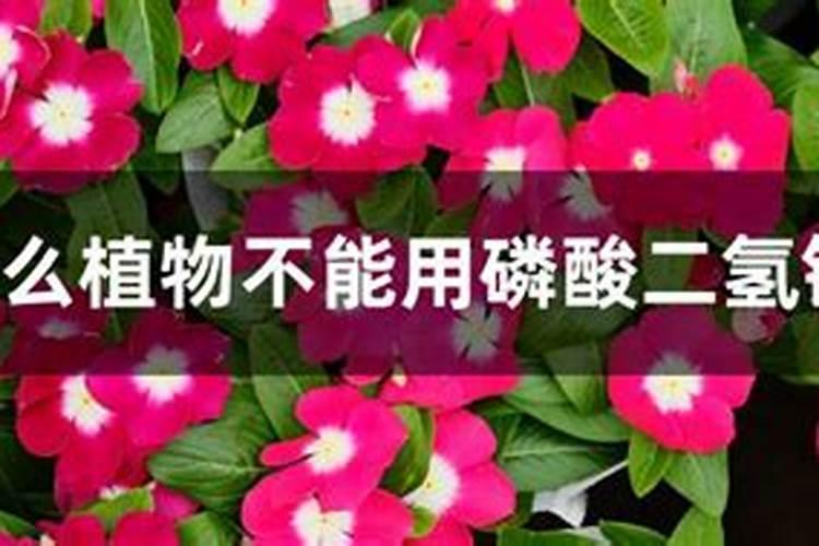 磷酸二氢钾可以浇茶花吗