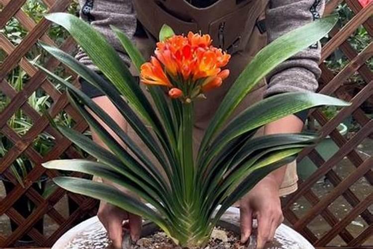 巧棵力颗粒水溶肥为何能“走红”？