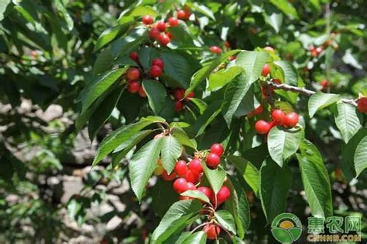 樱桃打什么叶面肥长的快？樱桃什么肥可以果实膨大？