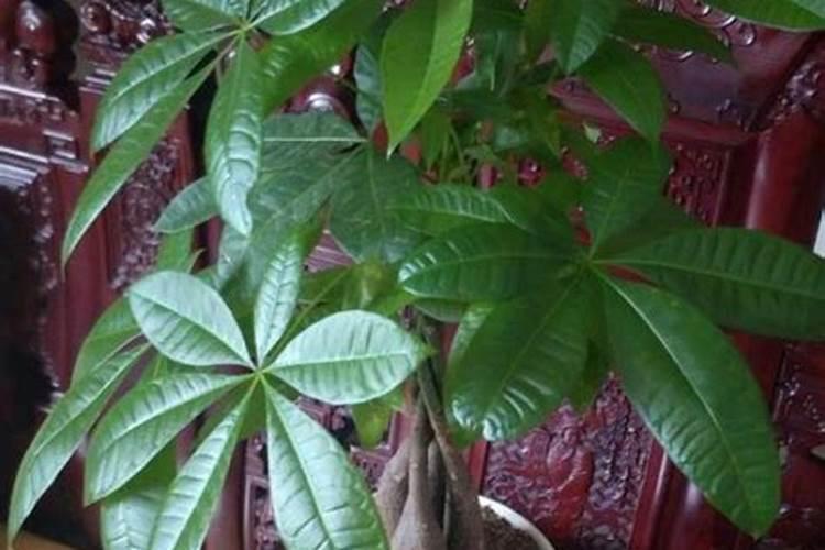 发财树施肥过多要怎么救