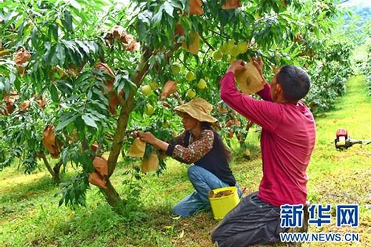 冬桃结果后果子腐败软烂是什么原因你好？