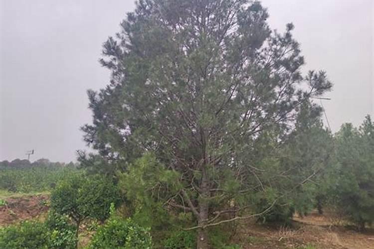 白皮松的种植方法以及注意事项