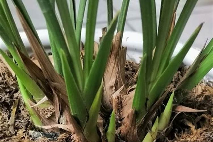 养花施肥有讲究,这3个时间段不宜施肥!