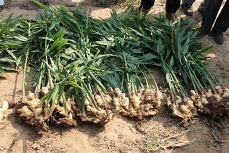 大姜底肥施用三步走